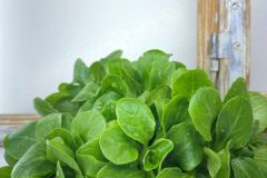 Nuesslisalat