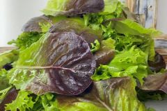 Schnittsalat